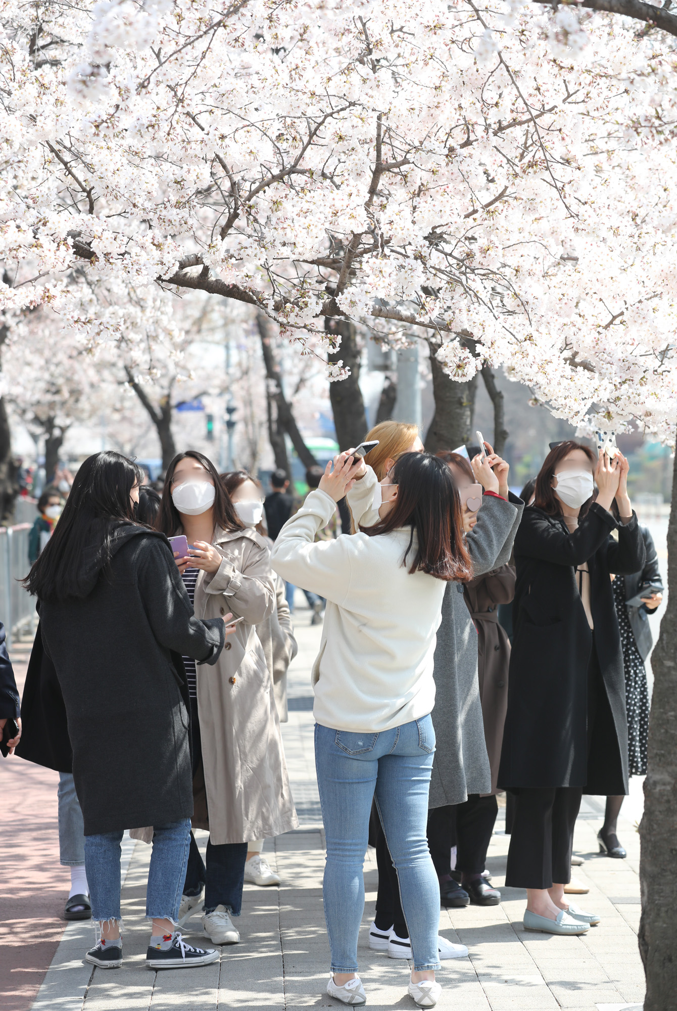 여의도벚꽃;여의도벚꽃축제;벚꽃축제취소;여의도취소;여의도사회적거리두기